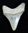Golden Bone Valley Florida Megalodon Tooth #1672-1